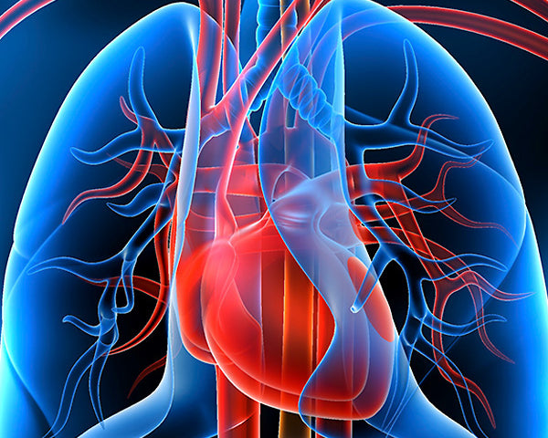 Preoperative Anxiety as a Predictor of Mortality and Major Morbidity in Patients Aged >70 Years Undergoing Cardiac Surgery