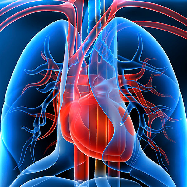 Preoperative Anxiety as a Predictor of Mortality and Major Morbidity in Patients Aged >70 Years Undergoing Cardiac Surgery